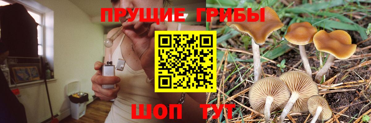 Галлюциногенные грибы Psilocybine cubensis  Галлюциногенные грибы прущие грибы  Чернушка  Вход с VPN 
